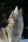 images The Wolf in the Castle Garden