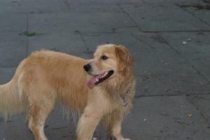 IMG_9531