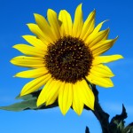 Annual-Sunflower