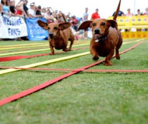200907-w-contests-dog World's craziest contests