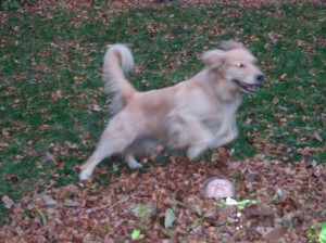 Calliope in Flight