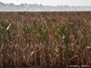 Nebraska Cornfield in the 2012 Drought Nebraska Cornfield in the 2012 Drought